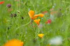 Blumen_AFS9712