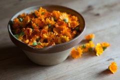 Ringelblumen_AFS9992