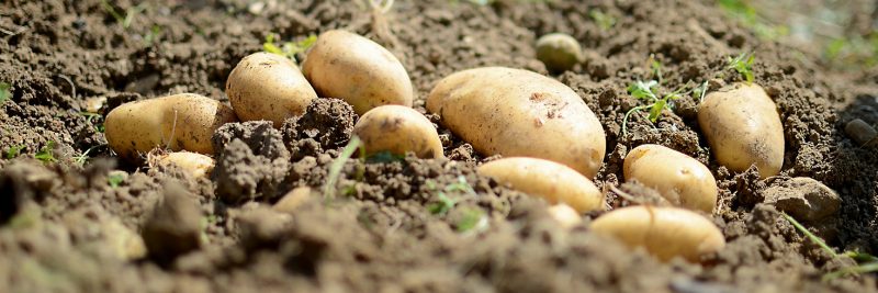 nächste Gemeinschaftsaktion: Kartoffel-Pflanztag am 13.04