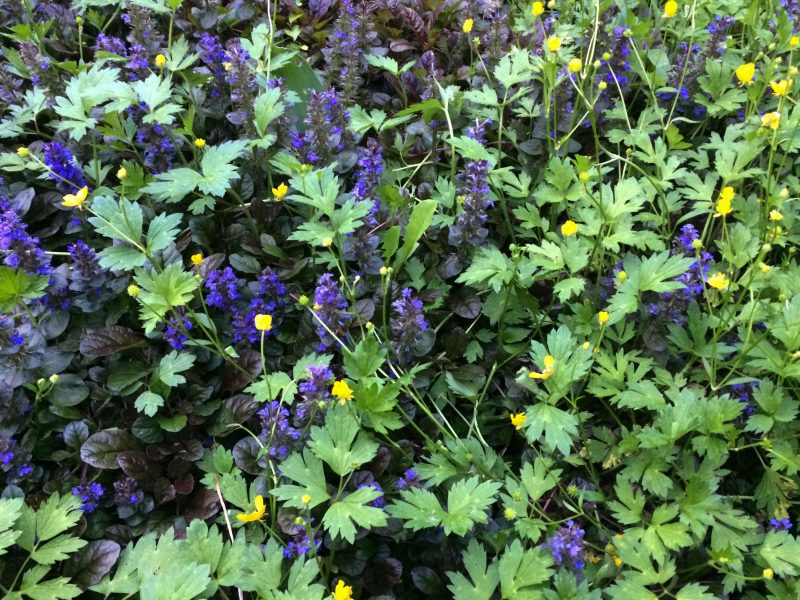 Violas Garten nimmt Formen an