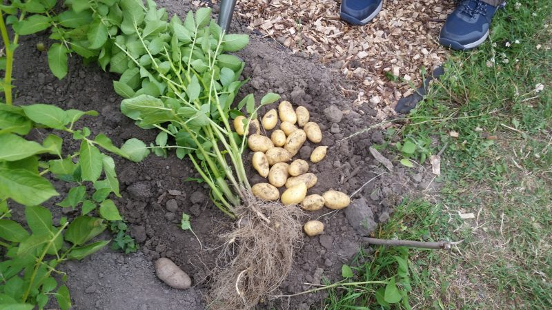 erste Kartoffelernte